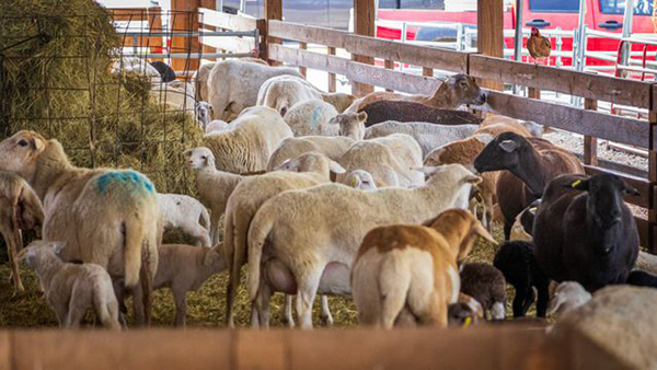 County Fair