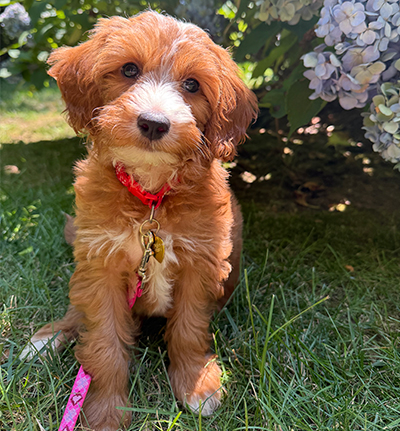 Maui the golden doodle