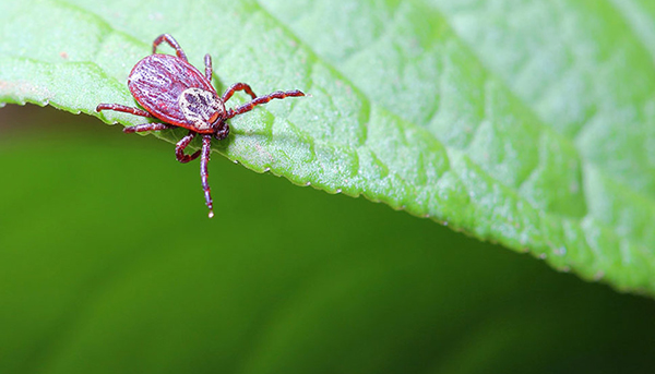 Tick safety