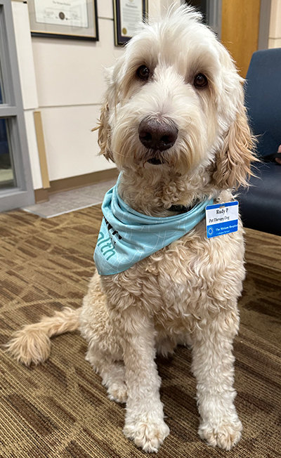 Rudy, a five-year-old Australian Cobberdog